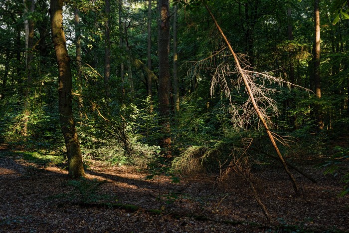 Forest with trees and fallen branches