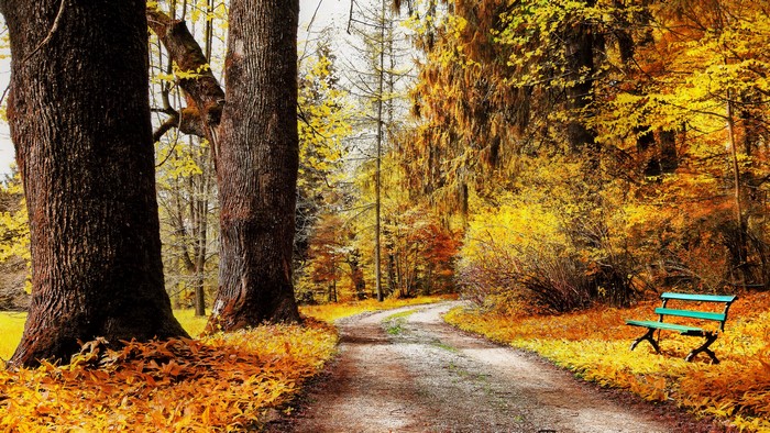 Autumn park path with trees and bench