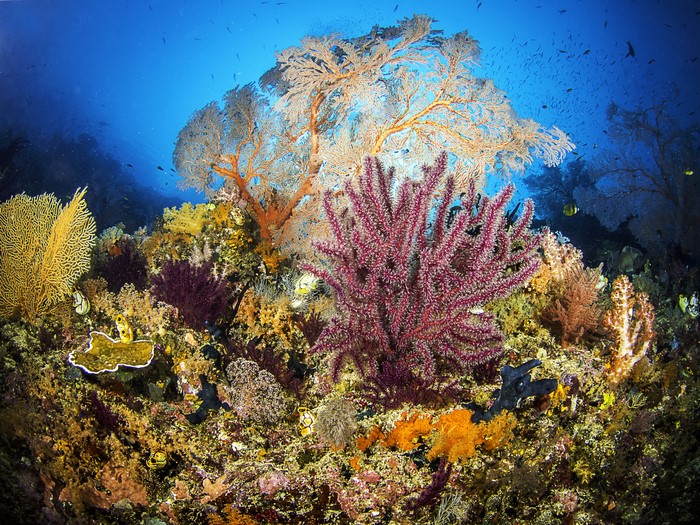 Underwater world with corals and fish