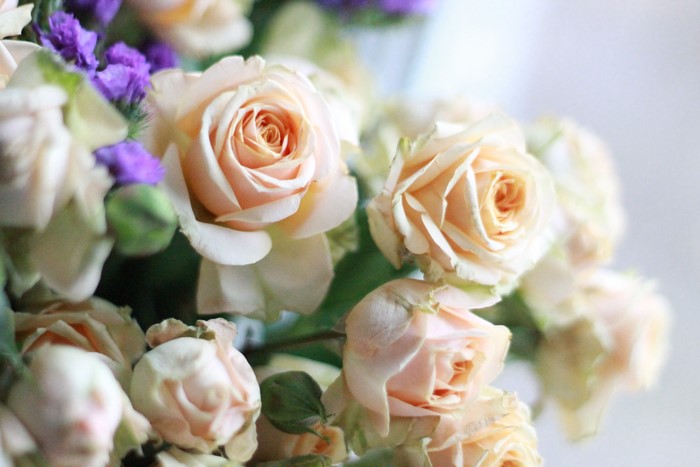 Peach Roses and Purple Flowers Closeup