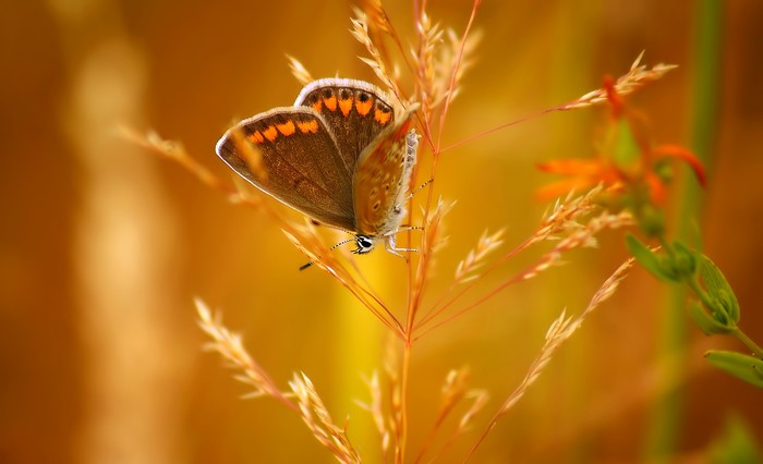Brown butterfly on a blade of grass