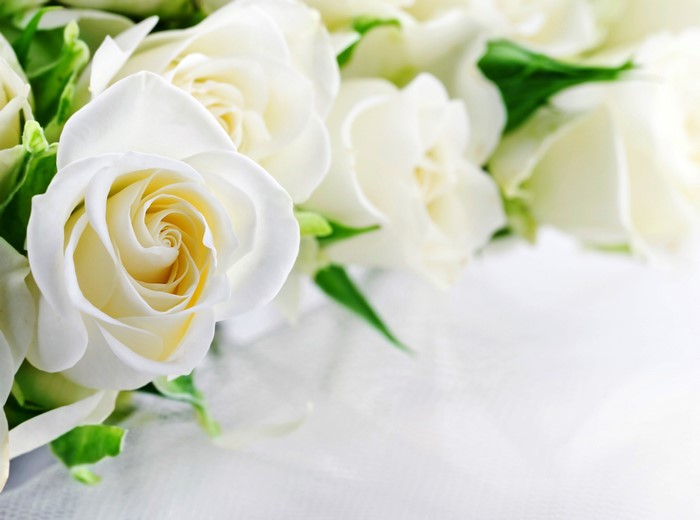 White Roses Closeup