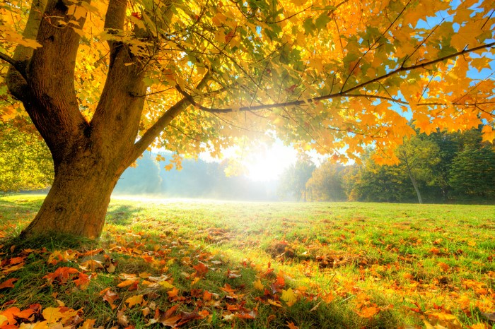 Autumn tree with yellow foliage and fallen leaves