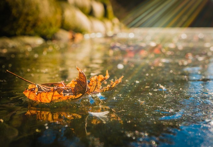 Autumn leaf floating on water with sun rays