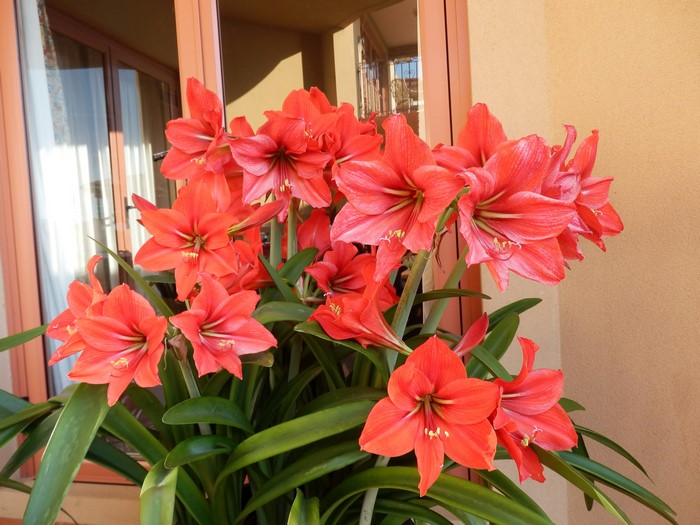 Red Amaryllis flowers in a pot