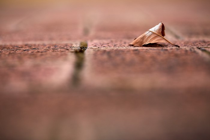 Autumn leaf on a brick path