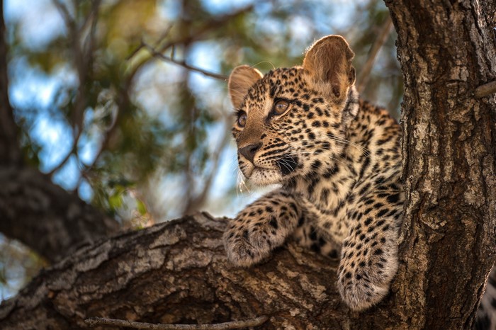 Leopard cub resting on a tree branch