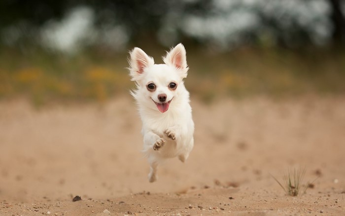 White Chihuahua dog jumping on sand
