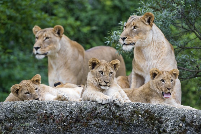 Lions and Cubs on a Rock