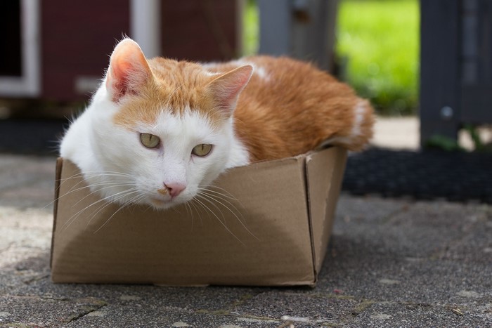 Orange and white cat in a cardboard box