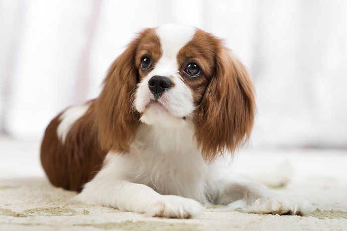 Adorable King Charles Spaniel Puppy in Soft Light