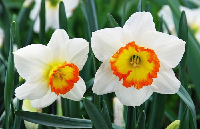 Two white daffodils with orange and yellow centers