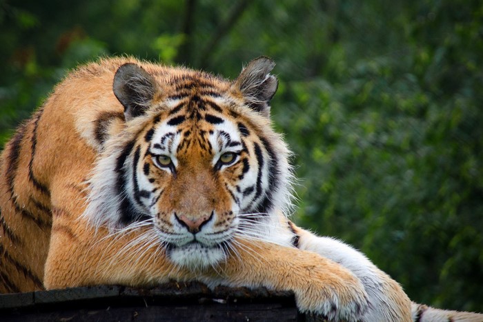 Tiger looking forward