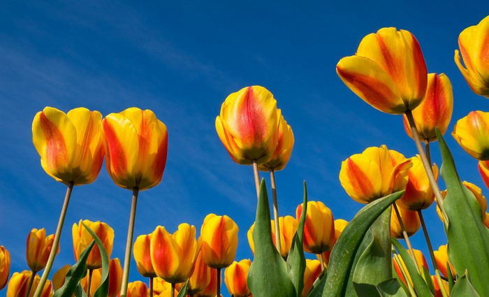 Yellow and red tulips against a blue sky