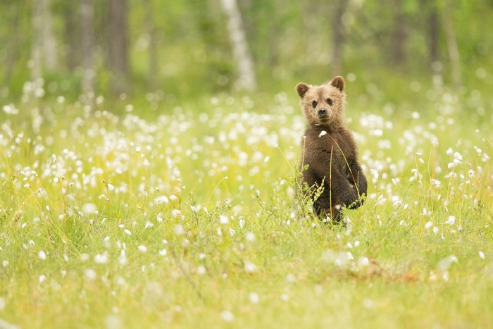 A brown bear cub sits in a field of white flowers