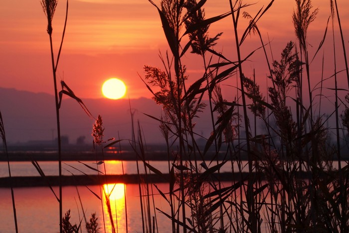 Sunset over water with reeds in foreground