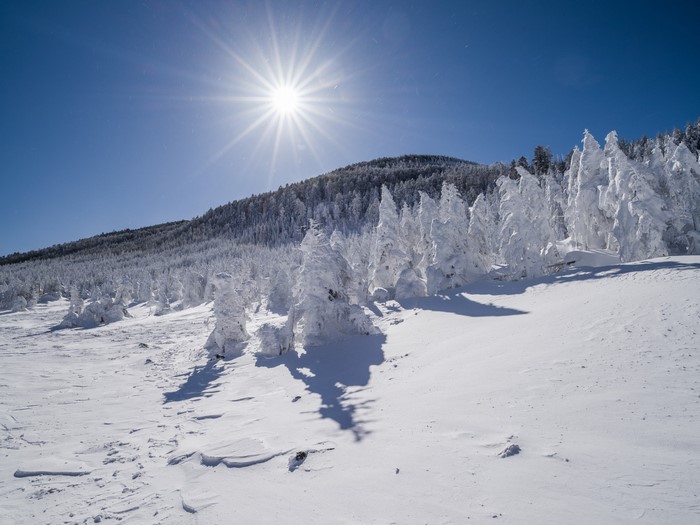 Snow-covered trees on a mountain slope under the sun