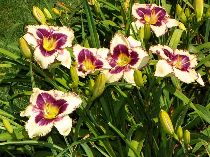 Daylilies with purple and yellow centers