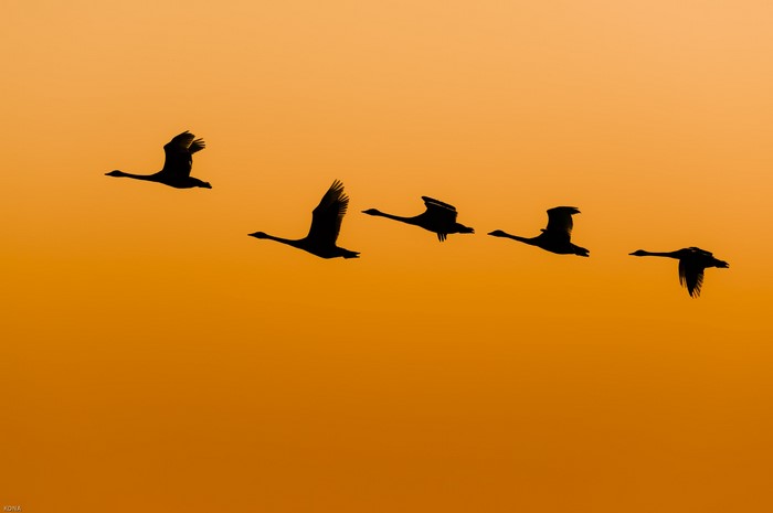 Five swans flying in silhouette against an orange sky