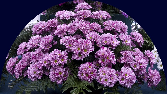 Bouquet of purple and white striped chrysanthemums