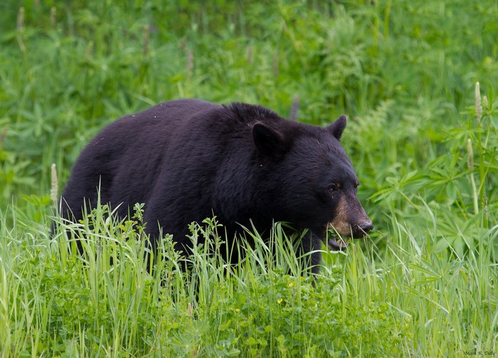 Black bear foraging in tall green grass