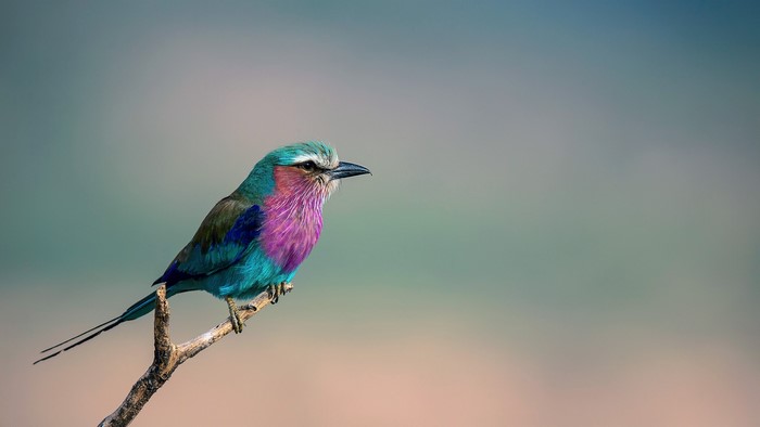 Lilac-breasted Roller bird perched on a branch