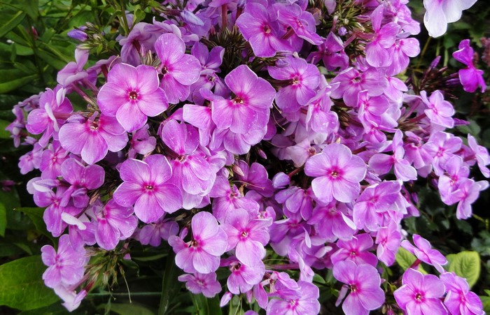 Cluster of violet phlox flowers