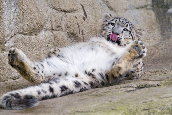 Snow leopard cub lying on its back