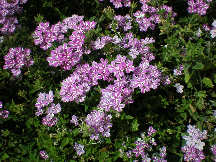 Clusters of Pink Verbena Flowers in Bloom