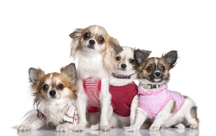 Four Chihuahuas in Clothes