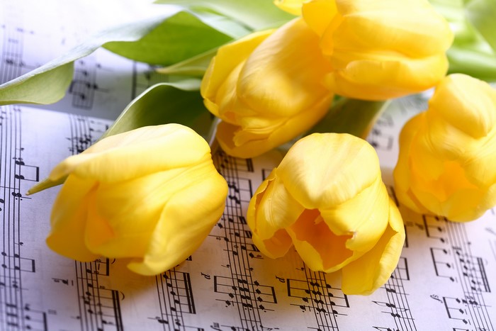 Yellow Tulips on Sheet Music
