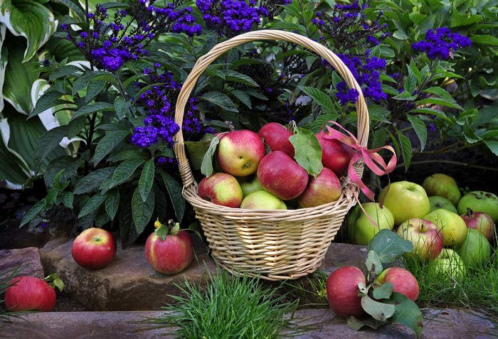 Apples in a Wicker Basket with Purple Flowers