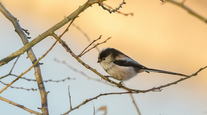 Long-tailed tit perched on a branch