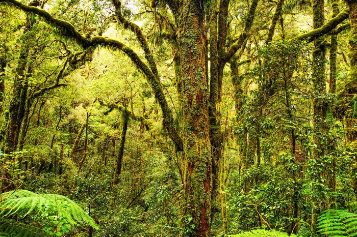 Moss-covered trees in a dense forest