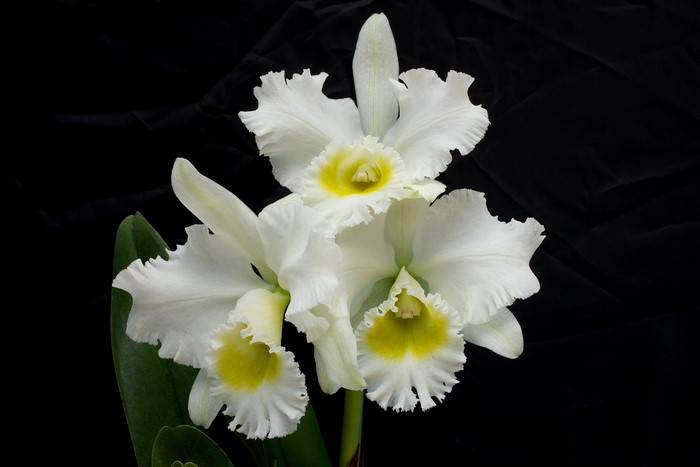 White Orchid with Yellow Center
