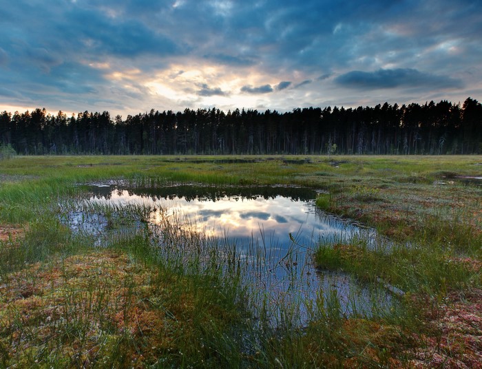 Swamp with forest and cloudy sky