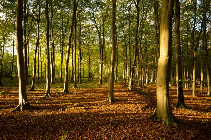 Forest floor covered in autumn leaves with sunlight filtering through trees