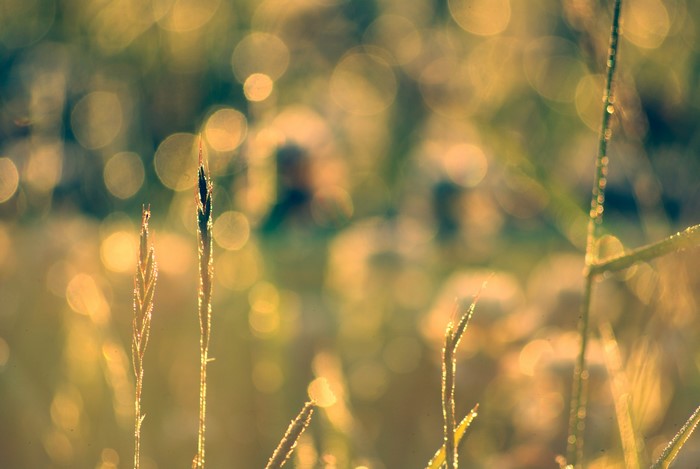 4K Closeup of Grass with Dewdrops