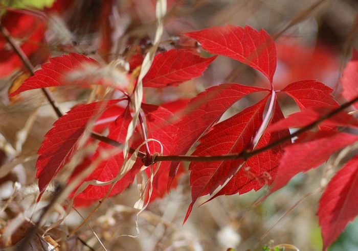 Close-up of red autumn leaves