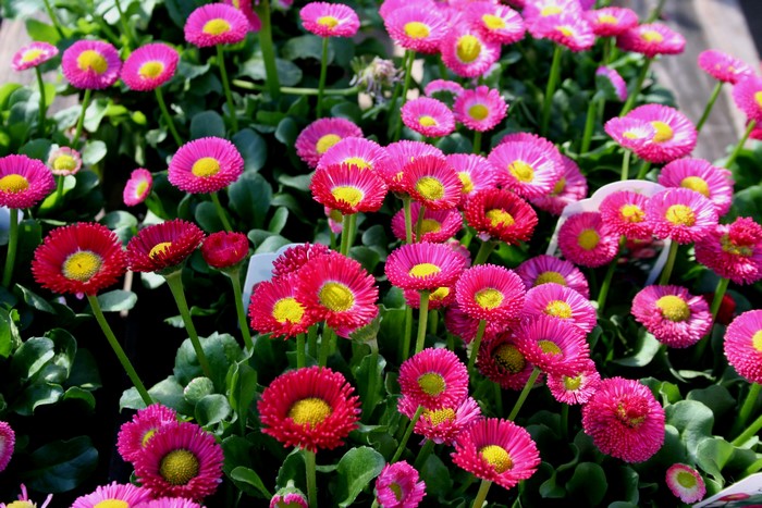 Many pink and red daisies with yellow centers