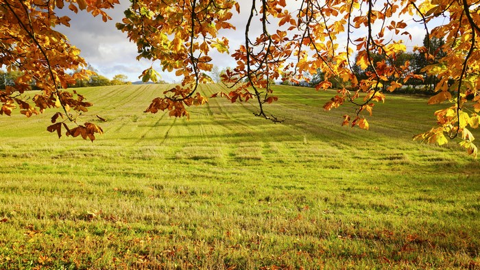 Autumn leaves frame a grassy hillside field