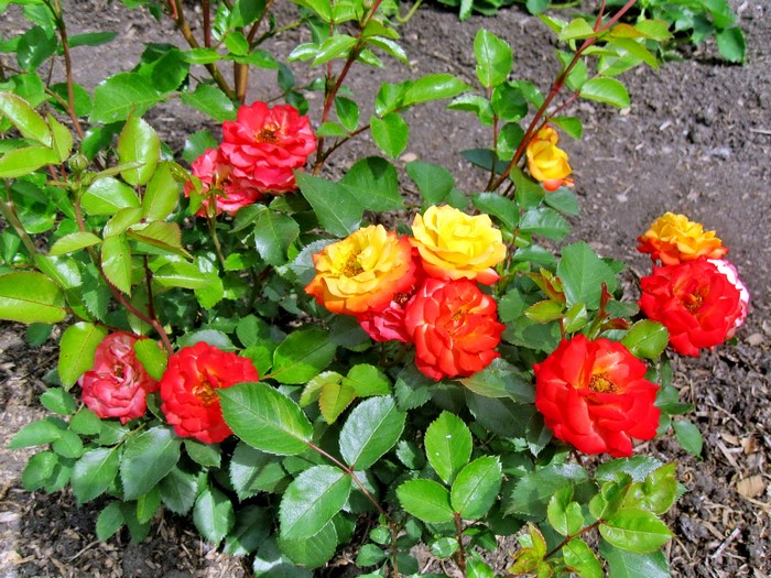 A bush of red and yellow roses in bloom
