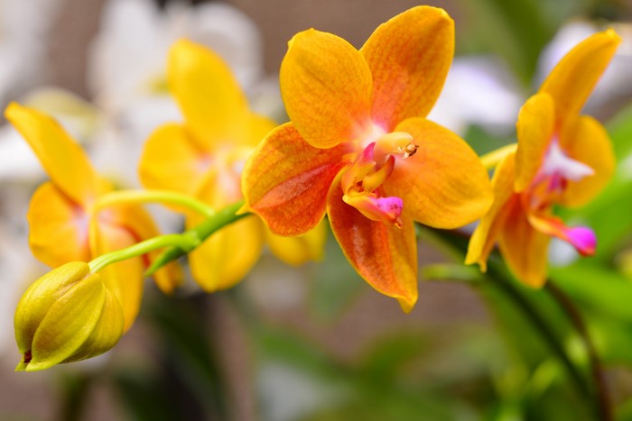 Close-up of yellow and orange orchids