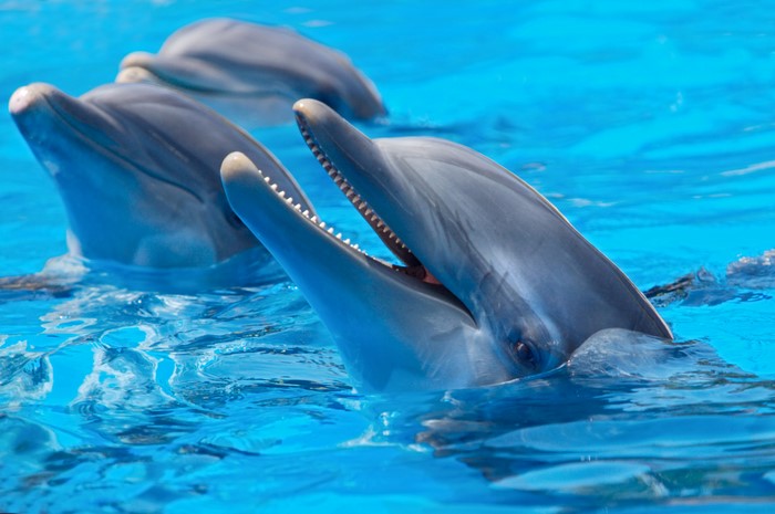 Dolphins swimming in blue water, closeup