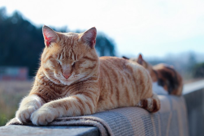 Two ginger cats resting outdoors