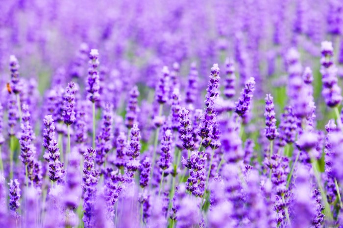 Field of Lavender Flowers
