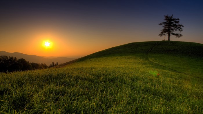 Sunset over rolling green hills with a lone tree