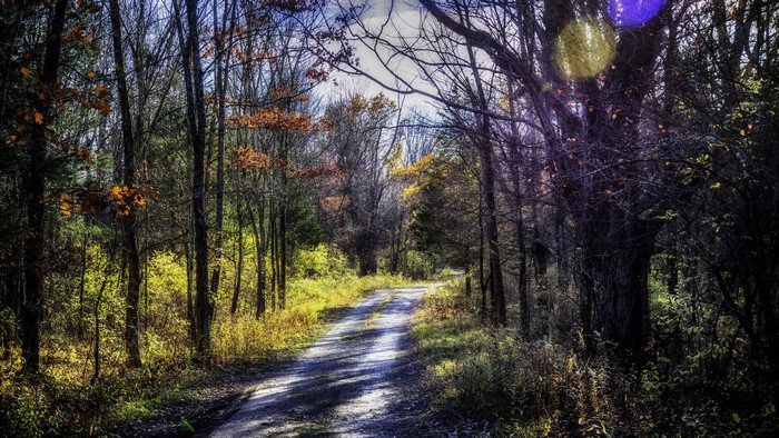 Autumn forest road with sunlight