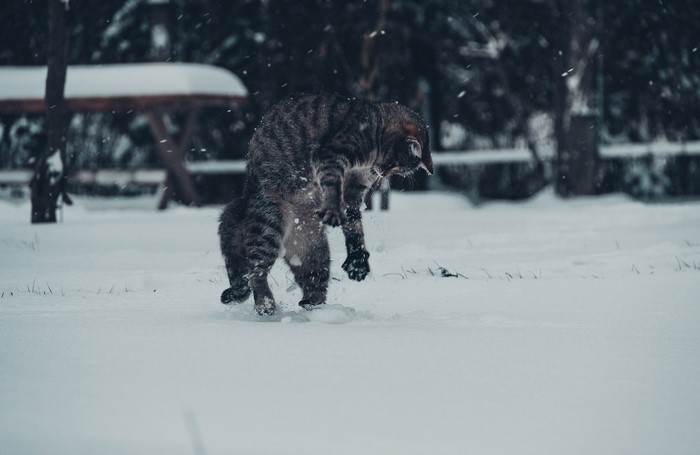 A tabby cat jumps in the snow during winter