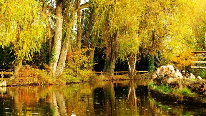 Autumn trees reflected in a pond in a park